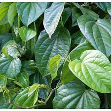 Betel Leaf Essential Oils 2